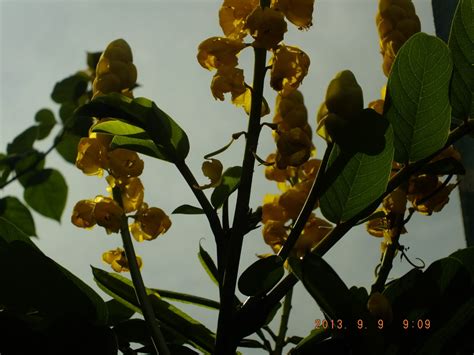 Photography with Dr. Ernie.: Acapulco plant flowers