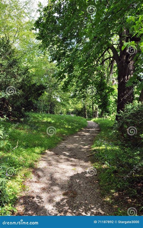 Woodland Pathways Stock Photo Image Of Nature Branches 71187892