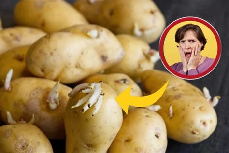 Patatas cómo no germinarlas El truco infalible de la abuela para