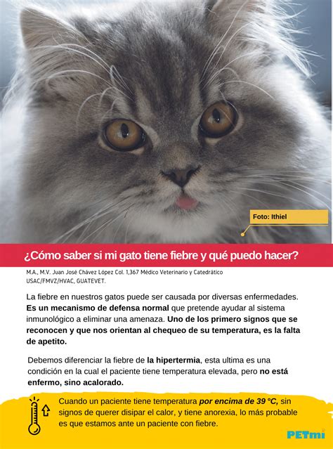 Síntomas de fiebre en gatos Cómo saber si mi gato tiene fiebre y qué