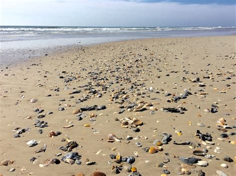 Seashells In Virginia I Love Shelling