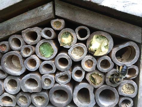 Why You Want Leafcutter Bees in Your Garden