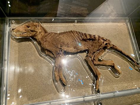 Mummified Thylacine At The Western Australian Museum It Is Displayed