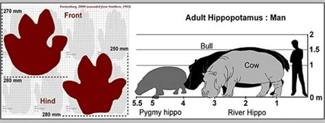 hippo-height - Caustic Soda