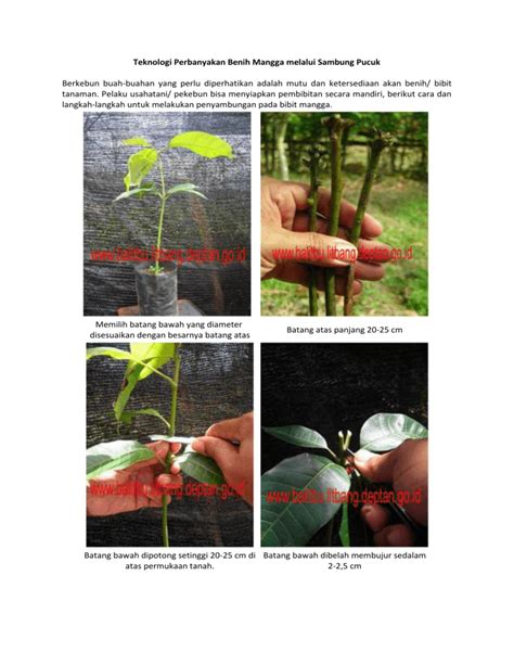 Teknologi Perbanyakan Benih Mangga Melalui Sambung Pucuk
