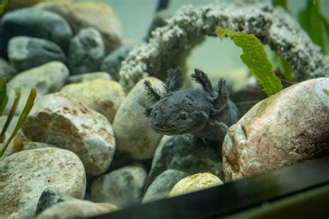 Internacional Los ‘monstruos Del Agua Una Exposición En Ecuador