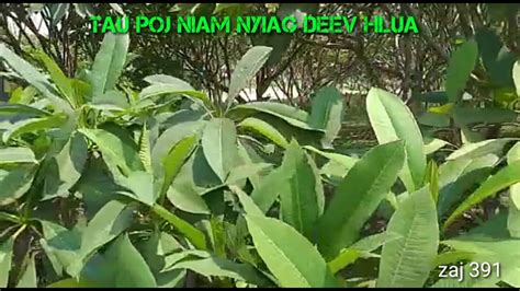 Tau Poj Niam Nyiag Deev Hlua 4 20 2019 YouTube