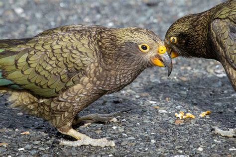 Kea Alpine Parrot of New Zealand 25925883 Stock Photo at Vecteezy