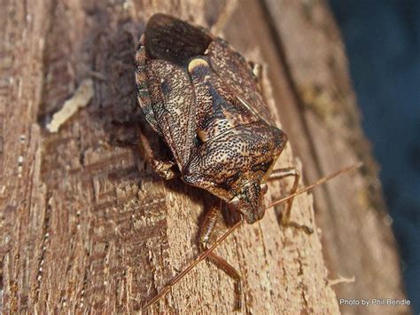 Cermatulus Nasalis Alchetron The Free Social Encyclopedia