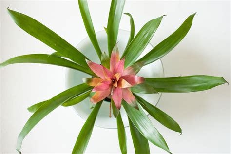 How To Grow And Care For Bromeliad Plants Indoors