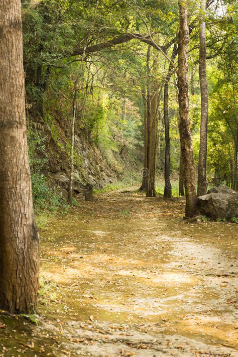 Dry Forest Stock Photo Image Of Leaf Season Green 68382688