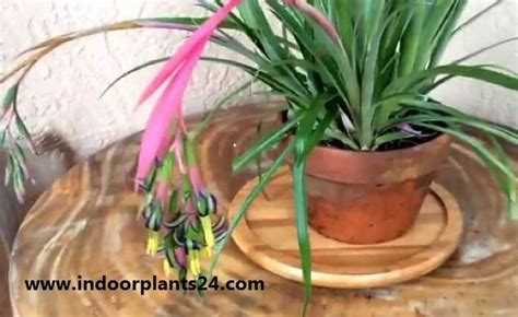 Billbergia Nutans Bromeliaceae Queen’s tears Plant Care Propagation Guide - Indoor Plants