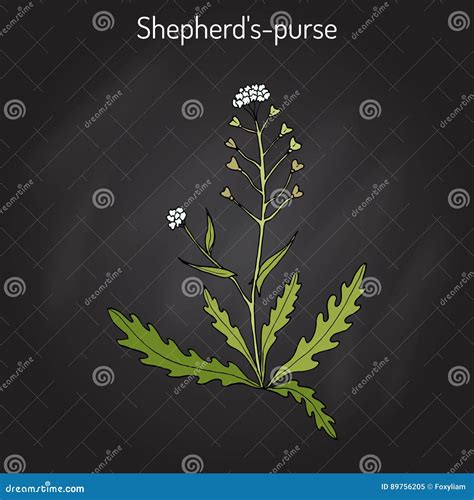 Shepherd S Purse Capsella Bursa Pastoris Medicinal Herb Cartoon