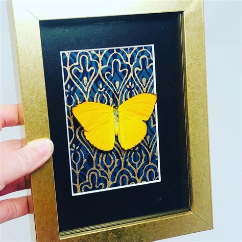 Framed butterfly butterfly art butterfly taxidermy real | Etsy