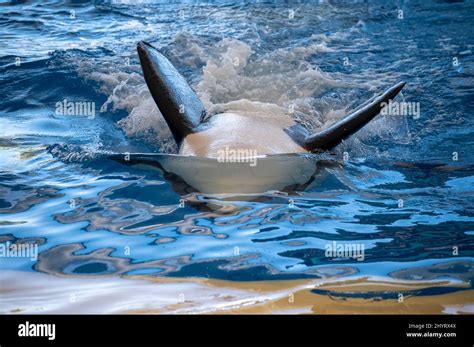 Trained Big Black And White Orcas Whales Perform In Blue Pool In Front