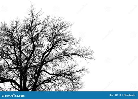 Silhouette Of Old Tree Stock Image Image Of Lonely White 4192219