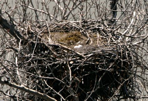 PhotosCanada.com Gallery :: Bald Eagles Nesting Photos, British ...