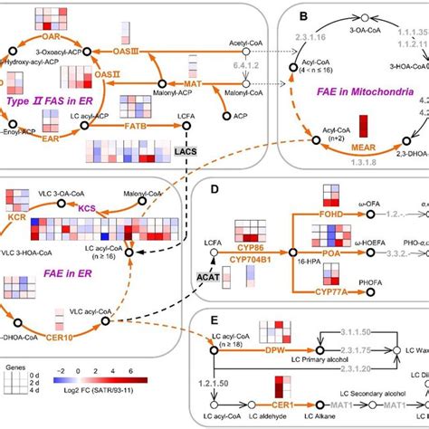 Gene Expression Analysis In Cutin Suberin And Wax Biosynthesis Pathway