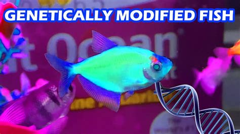 Genetically Engineered Glofish Youtube