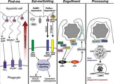 Stages Of Apoptotic Cell Engulfment And Associated Cell Signaling