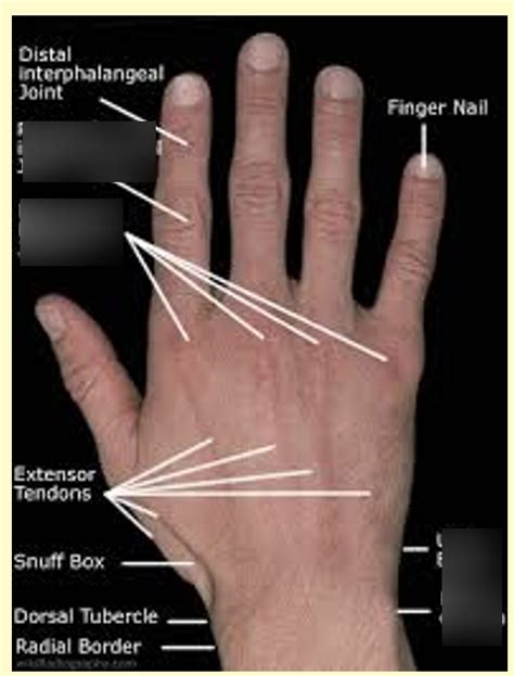 Dorsal Pressure Areas Diagram Quizlet