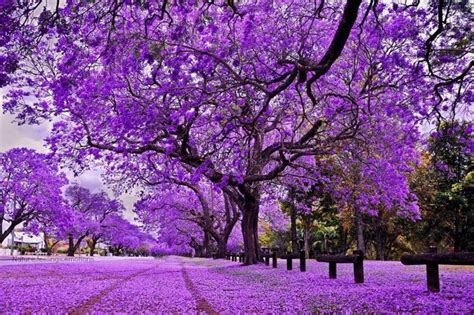 Magnificent Trees Jacaranda Tree Tree Seeds Flowering Trees