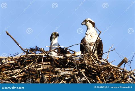 Osprey Pair In Nest Stock Image Image Of Branches Breeding 18434393