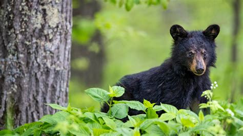 Bing HD Wallpaper Apr 17 2024 Black Bear Cub Emerges Into Spring