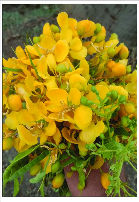 Cassia Auriculata Seeds Senna Auriculata Seeds Tanner S Cassia