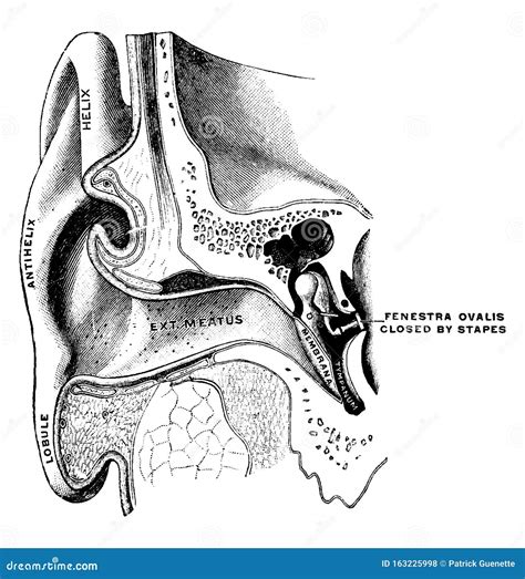 Ear Showing Auditory Canal And Tympanum Vintage Illustration Stock Vector Illustration Of