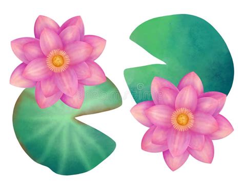 Lotus Watercolor Illustration Pink Lotus Flower With Green Leaves