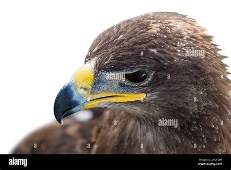 Golden Eagle Golden Eagles Stock Photo Alamy