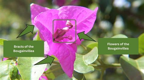 Bougainvillea On Lattice A Vibrant Touch For Your Garden