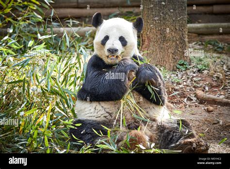 Zoo atlanta panda bear hi-res stock photography and images - Alamy