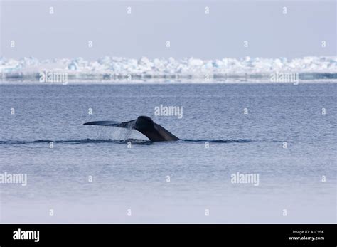 Bowhead Whale Balaena Mysticetus In An Open Lead On The Frozen Chukchi