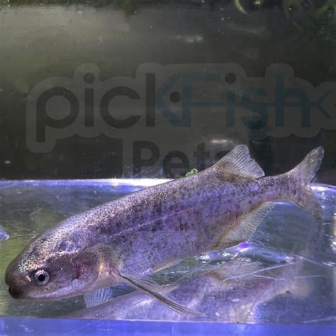 Baby Whale Fish Brienomyrus Brachyistius Pickfish Pets