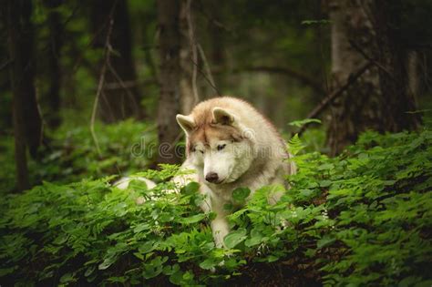 Retrato Del Husky Siberiano Lindo Y Hermoso De La Raza Del Perro Que