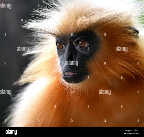 Gee S Golden Langur Golden Monkey An Old World Monkey Found In Assam