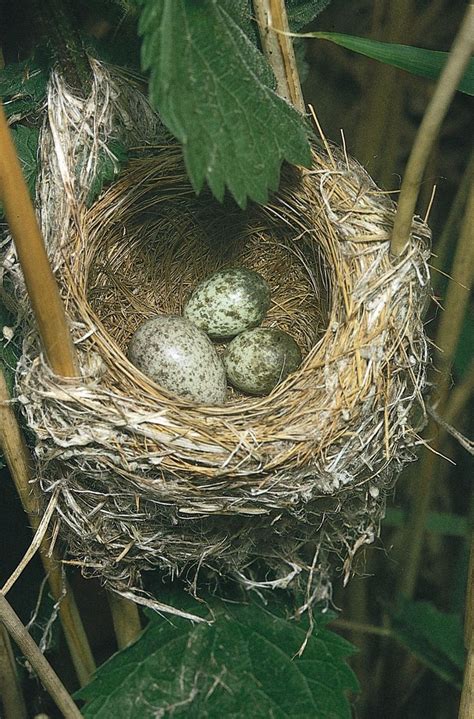 Cuckoo Egg In Nest ~ Cuckoos Are Famed For Laying Their Eggs In Host Species’ Nests Leaving