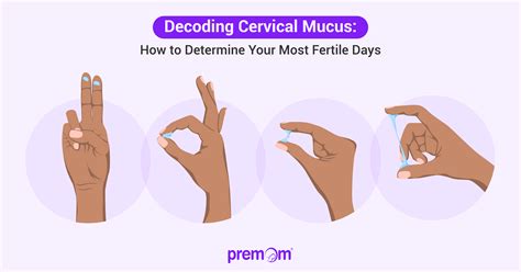 Vaginal Discharge During Ovulation