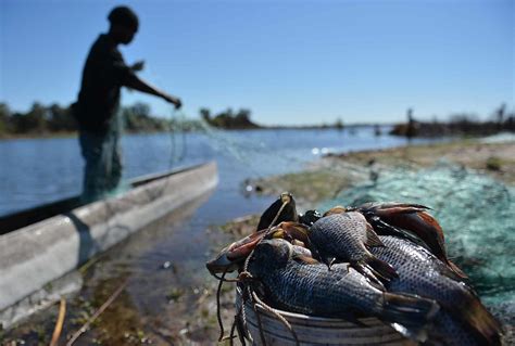 Agric Ministry Promotes Fish Farming Sunday Standard