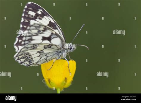 Marbled White Butterfly Stock Photo Alamy