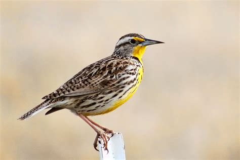 Western Meadowlark Meadowlark Birds Photographer Animals Animales