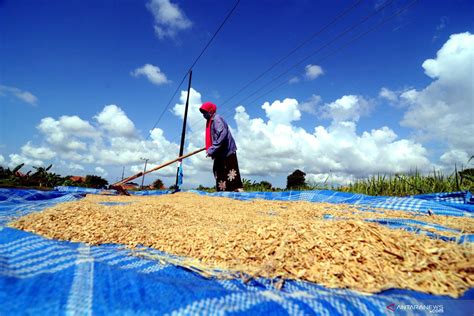 Bulog Optimalkan Serapan Gabah Petani Yang Sedang Panen Raya Antara News