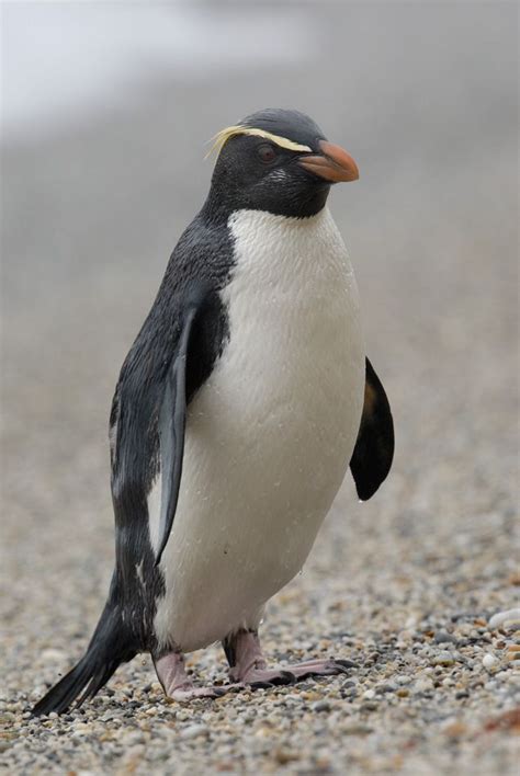 Fiordland Crested Penguin | Penguins, Crested penguin, Cute penguins