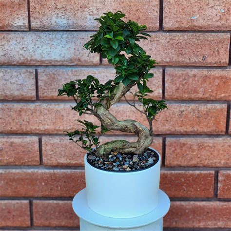 Ficus Ginseng S Shape Bonsai Tree By House Of Stemms