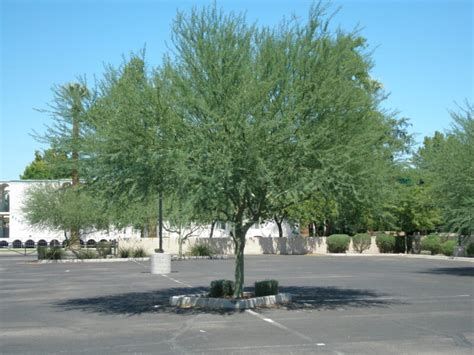 Sonoran Palo Brea Elgin Nursery And Tree Farm Phoenix Az