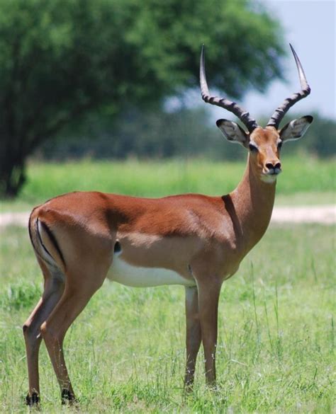 A To Z Exotics Exotic Deer In Texas