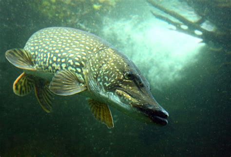 What Every Angler Needs To Know About Trout Fishing In The Rain