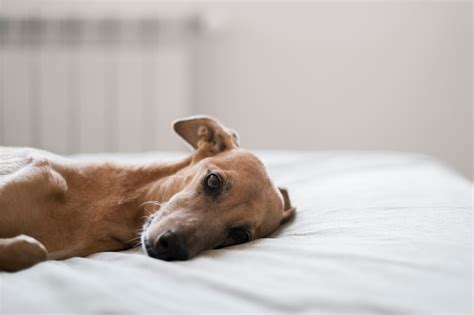 Adorable Perro Galgo Acostado En La Cama Foto Gratis